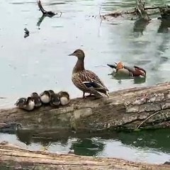 Magnifique ! Observez cette cane et ses petits trop cute.