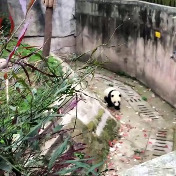 Ce bébé panda apprend à marcher. Trop cute !