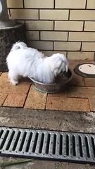 Mini Maltese Pup Takes a Swim in Water Bowl