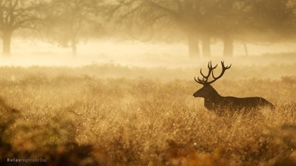 Relaxing Celtic Music - Miracles of Time I Fantasy Music