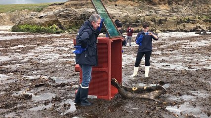 Plouarzel. Océanopolis relâche son 642e pensionnaire
