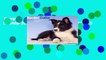 Complete acces  Border Collie Puppies Calendar 2017 by AVONSIDE PUBLISHING LTD