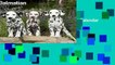 Complete acces  Dalmatian Puppies Calendar 2017 by AVONSIDE PUBLISHING LTD