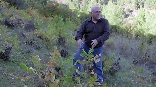 الأكباش رمز من رموز قبرص الوطنية تغضب المزارعين