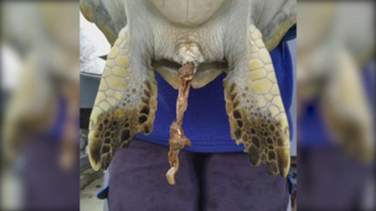 Tortuga que defeca basura es un ejemplo del problema de residuos en los océanos