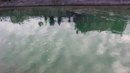 Adana'da İki Otomobil Sulama Kanalına Düştü: 1 Ölü, 2 Yaralı