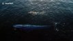 Paddle boarder has incredible encounter with endangered blue whale off Newport Beach
