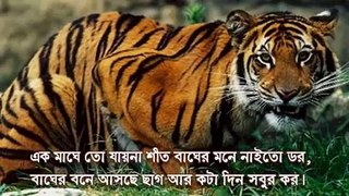 Bangladesh cricket's funny video