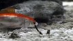 Ce poisson ne peut rien faire face à ce mollusque camouflé : Cone Monastique - créature terrifiante