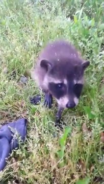 Un jeune raton laveur vient demander à manger... pas timide