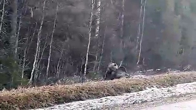 A Bear Hunts a Moose