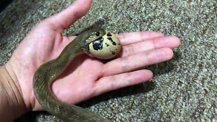 Snake Swallows Quail Egg Whole