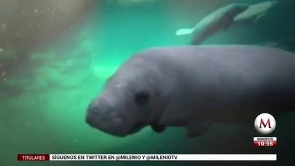 Mueren manatí y su cría en el Acuario de Veracruz