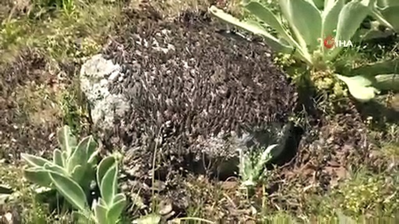 Siverek’te Çekirge İstilası
