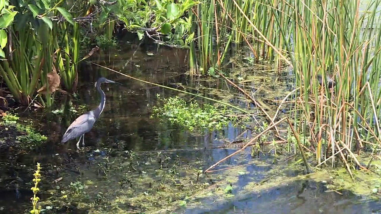 Python patrols stalk Florida swamps to staunch marauding serpents