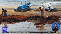 [이 시각 세계] 조류로 뒤덮인 멕시코 해변…관광업 타격