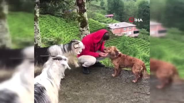 Sevginin Böylesi...kıskanç Keçi Sahibini Yamaçtan Aşağıya Böyle Düşürdü