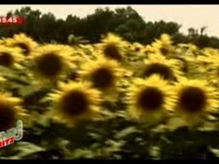 Dan Kamit soleils d'aout HD