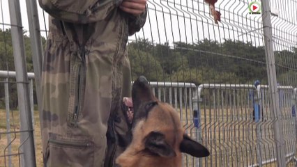 Plouharnel  | Groupe Cynotechnique Marine Nationale  |  TV Quiberon 24/7