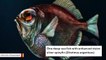 Scientists Find Deep-Sea Fish Can See Color In The Dark