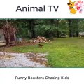 Funny Roosters Chasing Kids