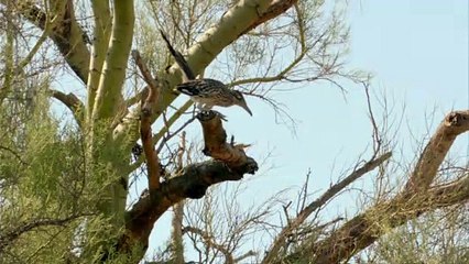 Greater Roadrunner Bird vs Rattlesnake Fight To Death