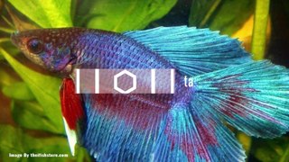 Top 9 Most Beautiful Betta Fish In The World
