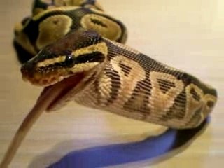 python en plein repas