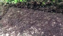 Guerre entre des milliers de fourmis