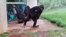 Des gorilles protègent leurs petits quand il se met à pleuvoir