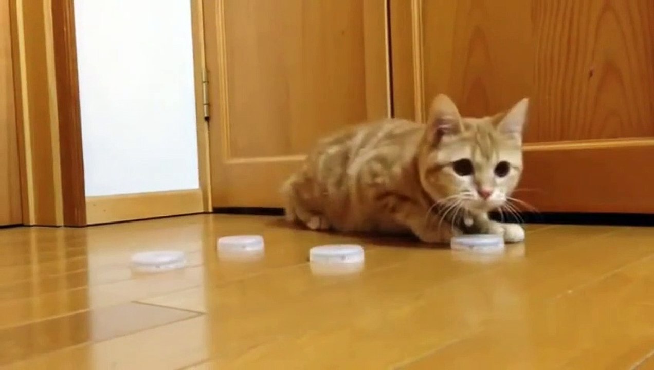 A swift cat.Awesome.