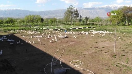 Ramazanda Ördeklerin Sesiyle Stres Atıyorlar