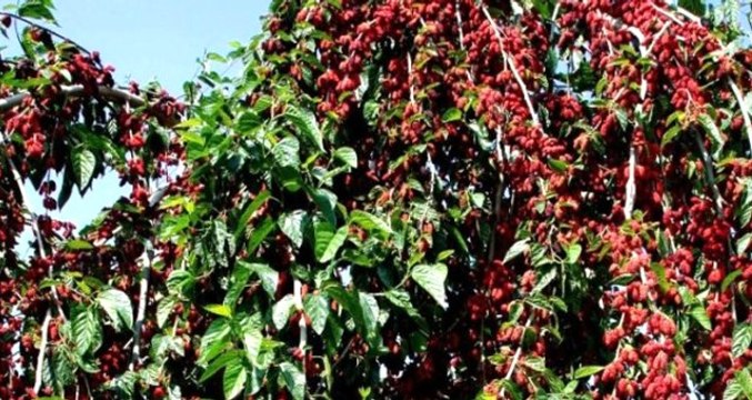 Yapraktan Çok Meyvesi Olan Dut Ağaçları Görenleri Hayrete Düşürdü