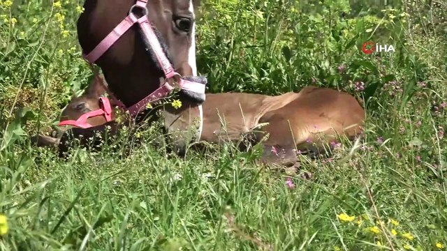 Üniversitenin ilk yarış tayı dünyaya geldi