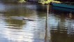 Free Stock Footage 2018 Massive Gator Swimming