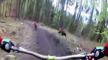 Un ours prend en chasse des cyclistes en pleine forêt en Slovaquie