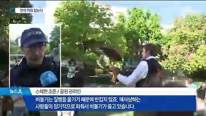 비둘기로 골머리 앓던 프랑스…‘매’ 활용한 퇴치법 인기