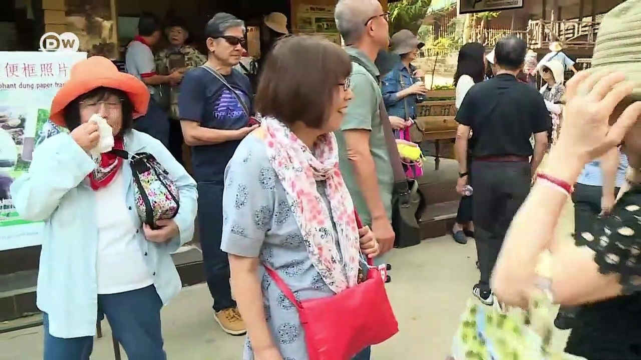 Elefantenreiten: touristenspaß oder tortur? | reporter