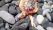 Aparece otra tortuga muerta en la playa de El Porís