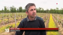 Agriculture : les vignobles doivent s'adapter au gel