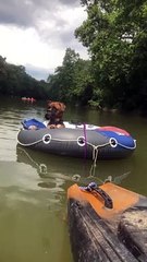 Dog Relaxes While Floating the River