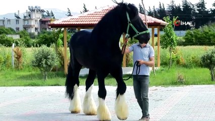 Hatay'da 1200 Kiloluk At "Thor" Görenleri Şaşırtıyor