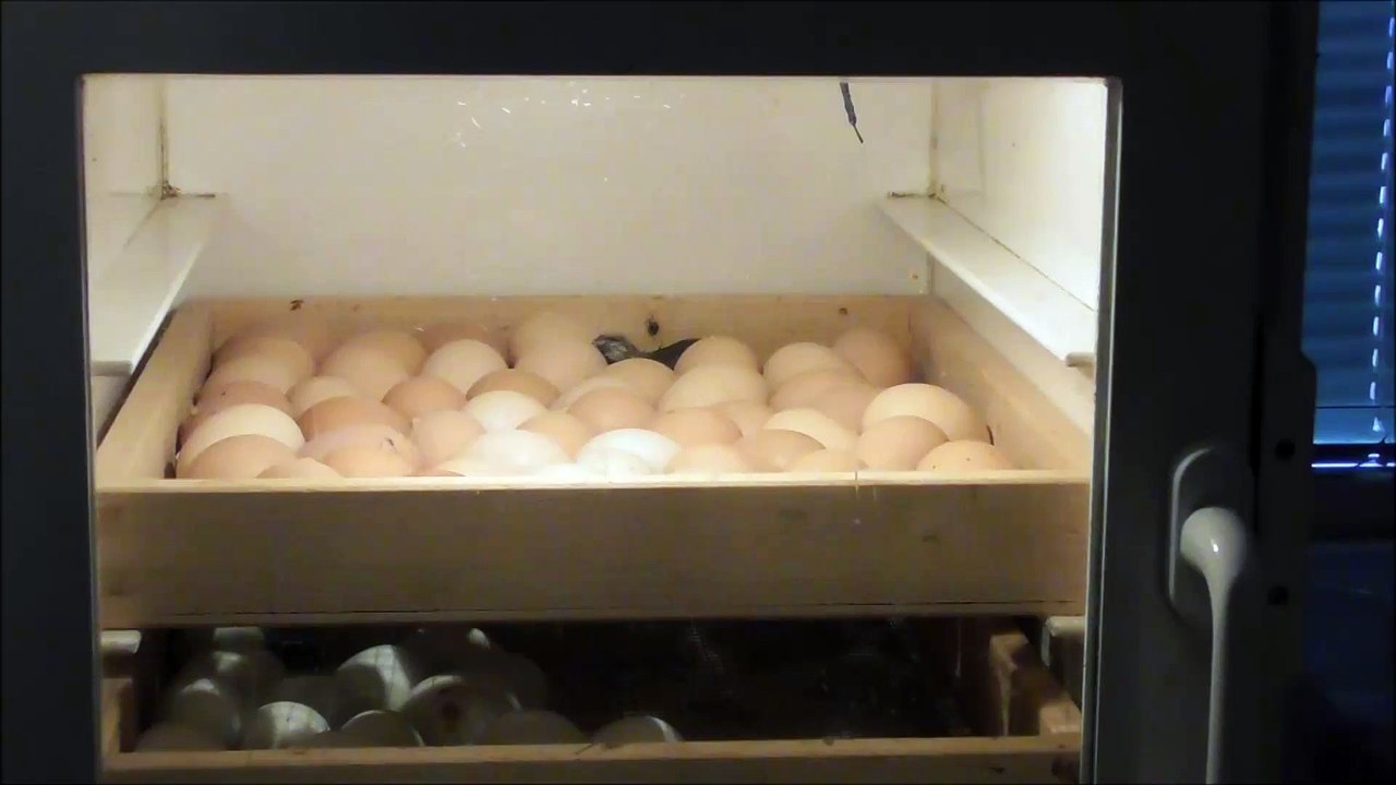 Is the cat looking for some food?