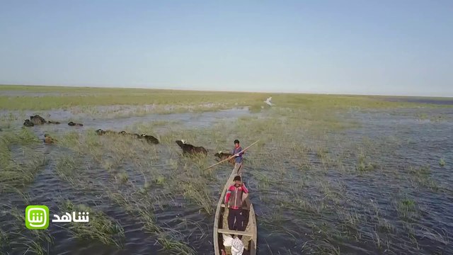 #بين_أهلنا | استمتعوا بالطبيعة الخلابة لقضاء الجبايش عاصمة السومريين في العراق