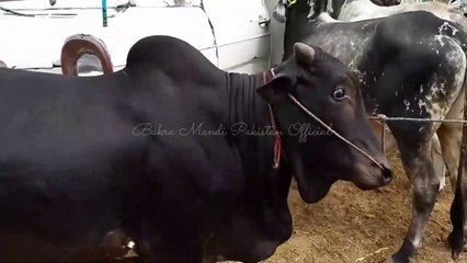 Halkay Bachro ka Rate Ramzan Men Laina Behtar Yah Mehnga Souda - Sahiwal Bull - Cholistani Bull