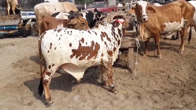 Heaviest Cholistani BULL in Lahore Shahpur Kanjra Bakra and Cow Mandi 2019