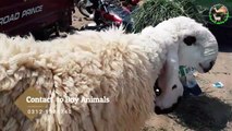 HEAVY BEAUTIES IN LAHORE BAKRA MANDI 2018 - KAJLA CHATRA - NAGRA GOAT - RAJANPURI GOAT - CHATRA