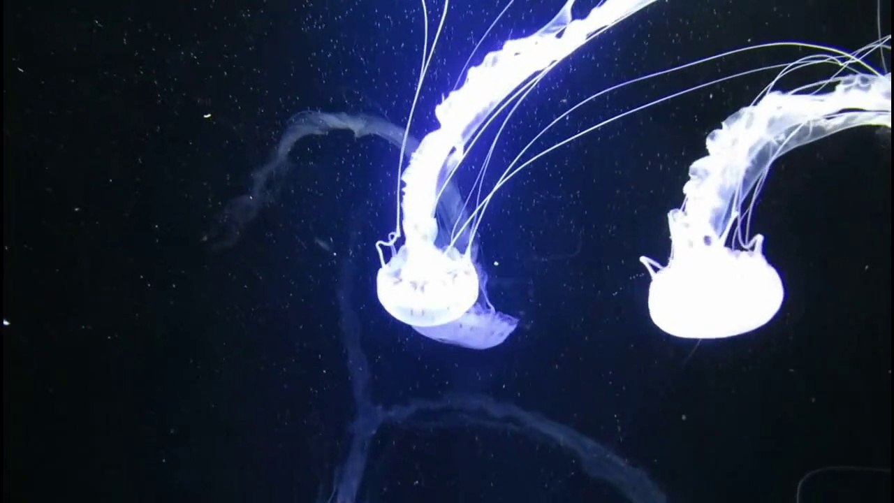 How a jellyfish propels itself?