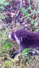 Un jeune raton laveur vient demander à manger. pas timide