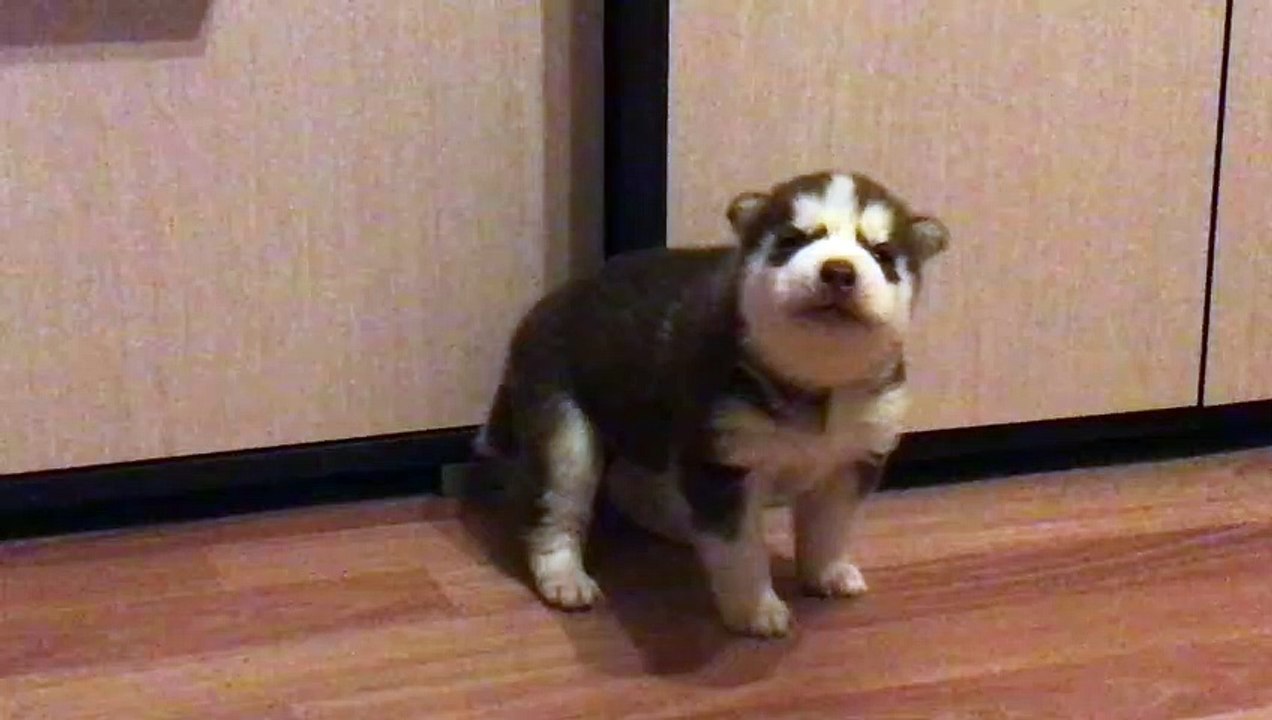 Husky Puppy Does a Big Howl